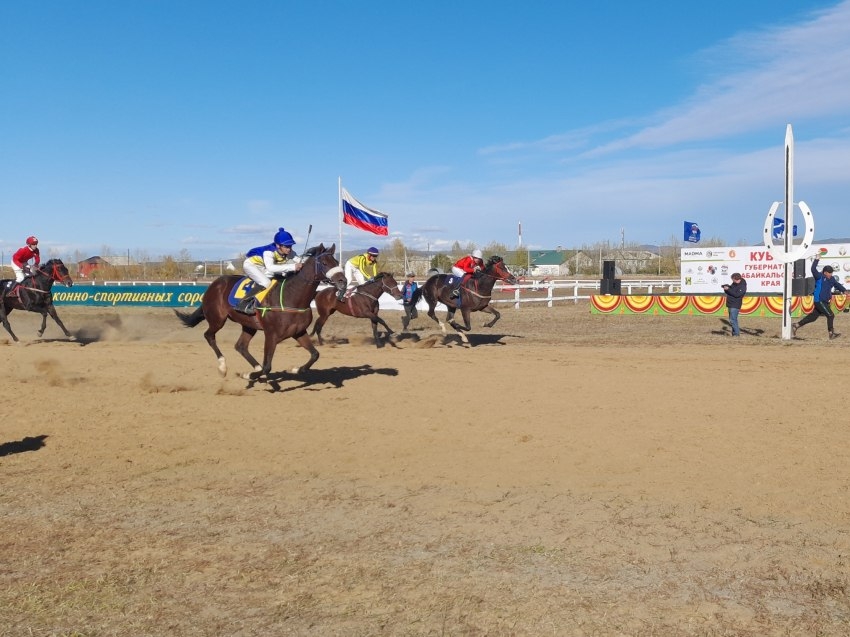 ​Конные скачки состоятся в ходе Российской выставки племенных овец в Чите